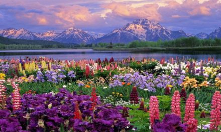 Valley of Flowers National Park