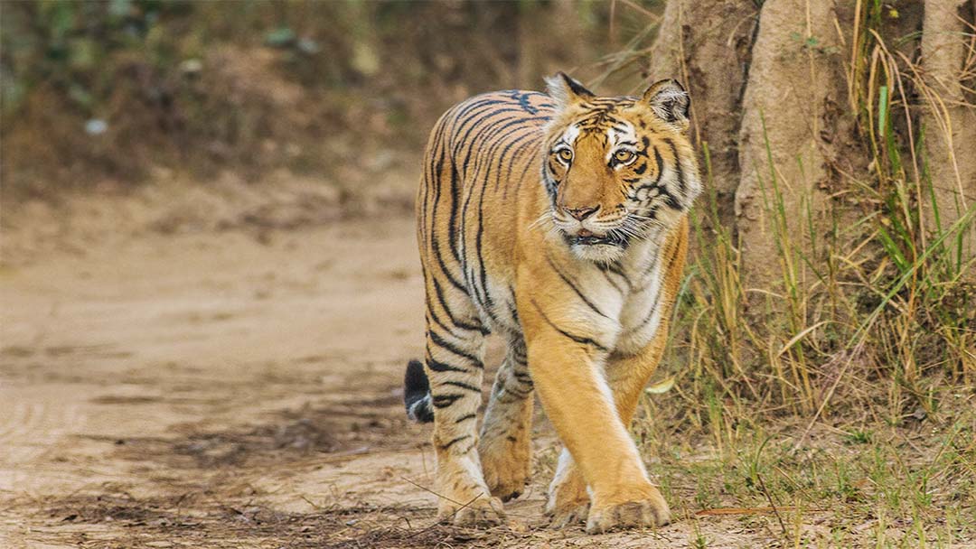 Jim Corbett National Park