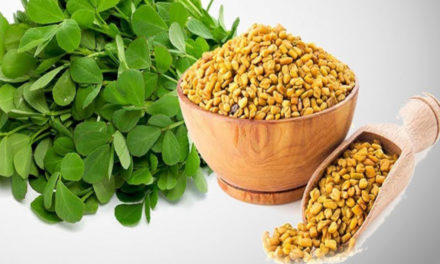 A Wonder Herb-Fenugreek / Methi